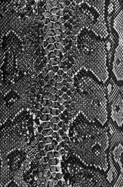 Olympus OM-2n Pre-cut Leather Skin 19 Olympus OM-2n Pre-cut Leather Skin -Photo Camera Gear Store black white snake