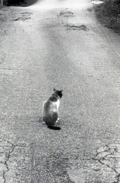 Kentmere 400 35mm Black And White Film -Photo Camera Gear Store image 0c7e89aa b150 4aff 817e aad939ae4be2