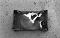 Ilford XP2 35mm Black And White Film -Photo Camera Gear Store image 417a3bad 1fda 4200 a192 def89bbea25b