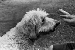 Fomapan 200 35mm Black And White Negative Film -Photo Camera Gear Store image 9b3a1cee 507c 4db1 aa56 024da1e5aae2